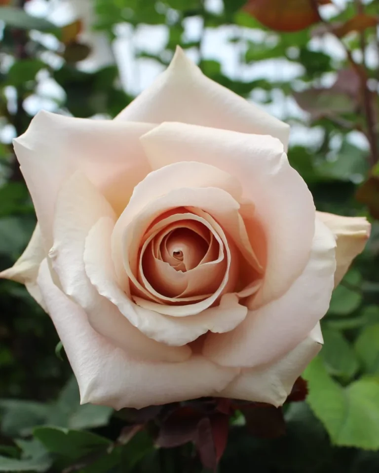 nude-rose-closeup-evergreen-cotopaxi.webp