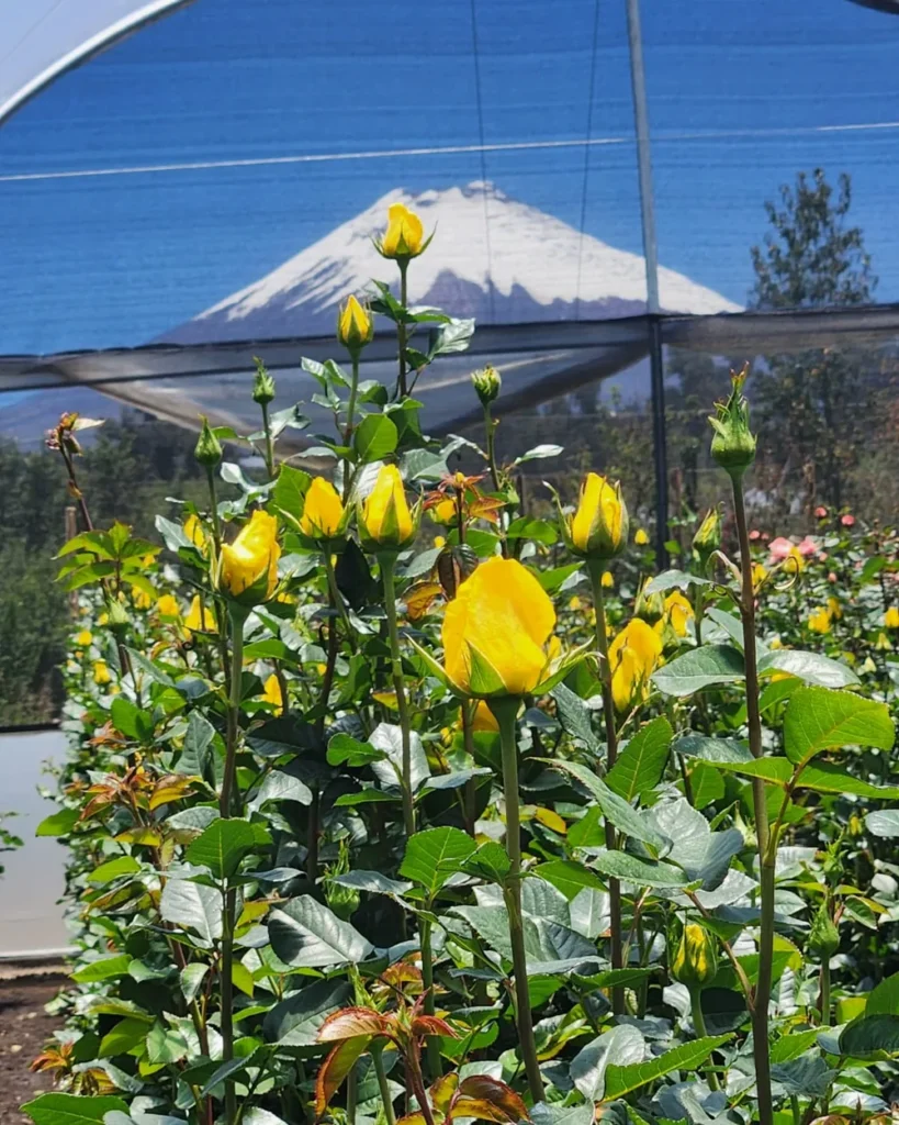 yellow-roses-growing-cotopaxi-ecuador.webp